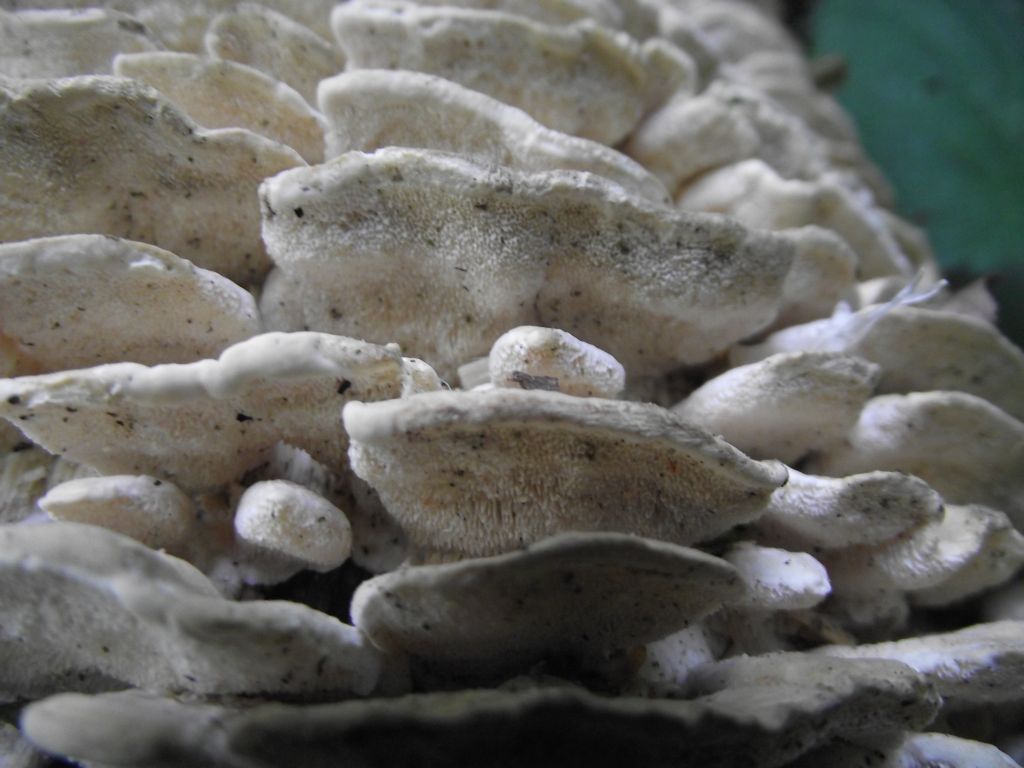 Samtige Tramete - Nahansicht. Pro mm befinden sich ca. 4 solcher meist rundlichen (bis leicht eckigen) Poren. 